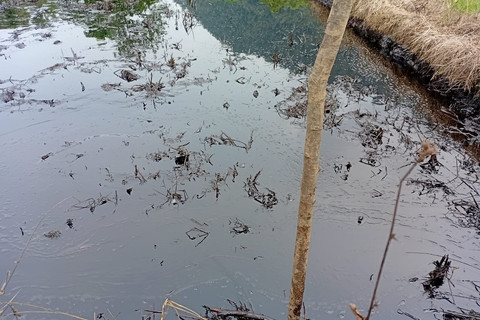 Limbah minyak milik tambang nikel PT Vale Indonesia yang mengalami kebocoran mencemari lahan pertanian warga di Desa Asuli, Kecamatan Towuti, Kabupaten Luwu Timur, Sulawesi Selatan, Minggu (24/8/2025). Foto: Dok. Istimewa
