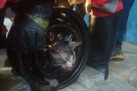 Petugas damkar mengevakuasi kucing yang terjepit di velg mobil, Rabu (27/8/2025).
Foto: DPKP Kota Surabaya
