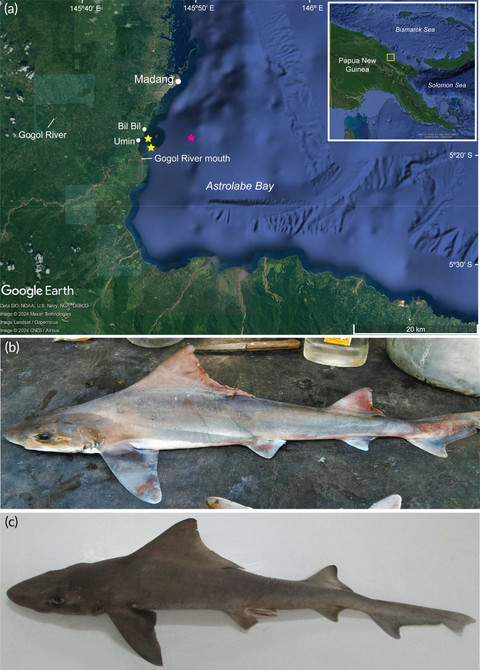 Sagumai et al., Journal of Fish Biology, 2025