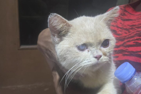 Kucing Uya Kuya yang dijadikan barang bukti terkait penjarahan rumahnya. Foto: Istimewa