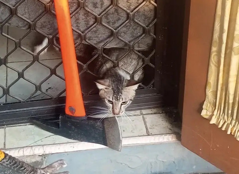 Kucing yang nyangkut di terali pintu, di Cilodong, Depok, 4 September 2025. Dok: Damkar Depok