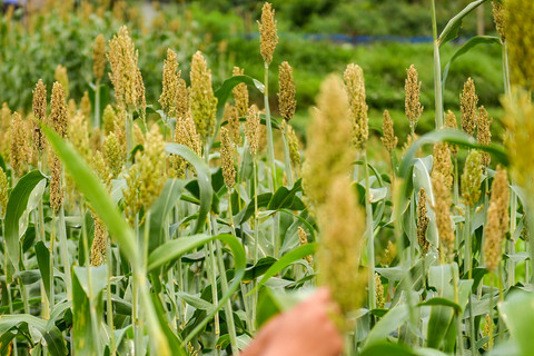 Petani muda merawat tanaman sorgum yang mulai tumbuh di Sein Farm, Bandung, Jawa Barat. Foto: Raisan Al Farisi/ANTARA FOTO