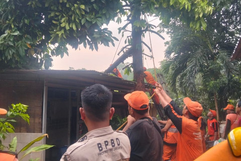 Peristiwa pohon tumbang di sejumlah wilayah Jakarta, Selasa (9/9/2025). Foto: BPBD DKI Jakarta