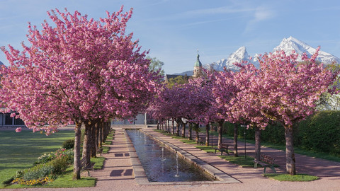 Ilustrasi bunga sakura saat musim semu di Jepang. Foto: Pixabay/ChiemSeherin
