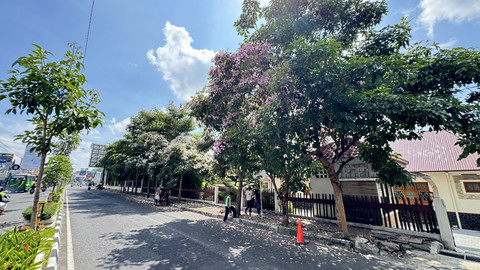 Bunga tabebuya mekar di Jalan Gejayan, Sleman. Foto: Pandangan Jogja/Iqbaltwq