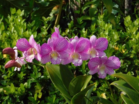 Ilustrasi bunga anggrek. Foto: Duta Orchid Garden/UGM