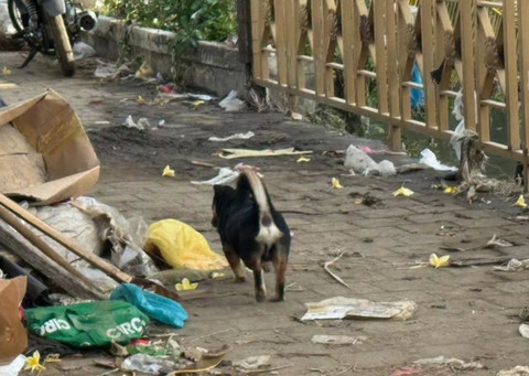 Anjing di Bali yang bantu peringatkan warga saat terjadi banjir. Foto: https://www.instagram.com/sekretariat.kabinet/