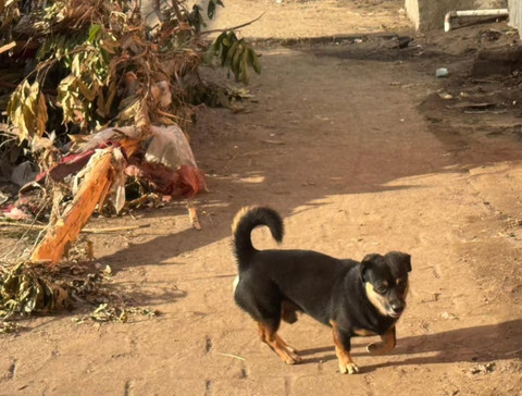 Anjing di Bali yang bantu peringatkan warga saat terjadi banjir. Foto: https://www.instagram.com/sekretariat.kabinet/