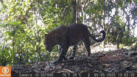 Pantauan macan tutul yang terekam kamera milik Tim Ekspedisi Macan Tutul Jawa pada (5/5/2025). Foto: TNI AD