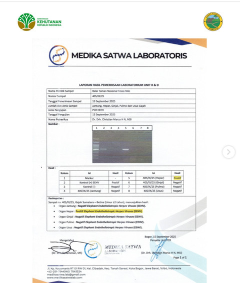 Hasil Lab pemeriksaan bangkai Tari. dok Taman Nasional Tesso Nilo.