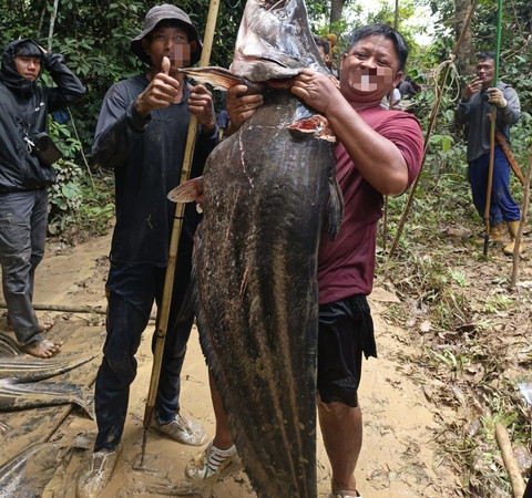 Warga Sebillit Desa Bakung Pemai, Kecamatan Bunut Hulu, Kabupaten Kapuas Hulu, kembali melakukan panen ikan tapah di Sungai Nerian pada 17 September 2025 lalu.(Foto/ Ist)