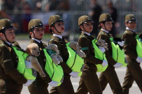 Petugas polisi Chile berbaris dengan anak anjing yang merupakan bagian dari generasi baru anjing polisi selama parade militer tahunan di Santiago, Chile. Foto: Pablo Sanhueza/REUTERS