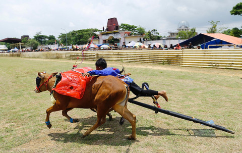Perhelatan "Gengsi" Warga Madura di Kerapan Sapi (4)