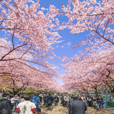 Ueno Park. Foto: Pal Teravagimov/Shutterstock