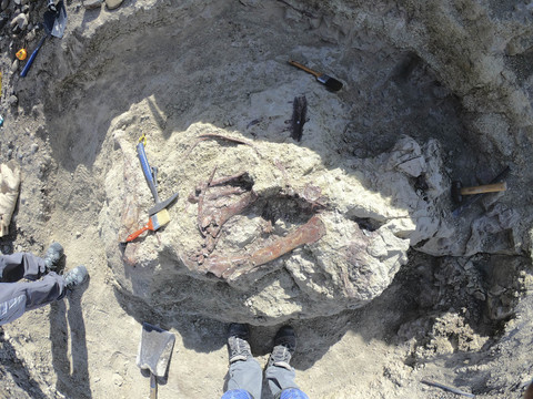 Tulang-tulang dinosaurus baru yang ditemukan dengan cakar yang kuat di Chubut, Argentina. Foto: Marcelo Luna/via AP