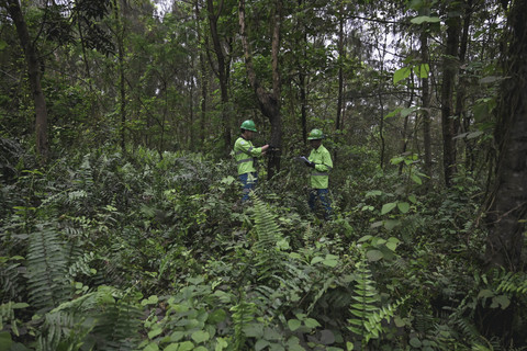 Reklamasi: Petugas Health Safety and Environment Harita Nickel, Rahmat (kanan) dan Susandi (kiri) memantau kondisi flora dan fauna di area reklamasi lahan bekas tambang di Pulau Obi, Halmahera Selatan, Maluku Utara, Selasa (16/9/2025). Foto: Jamal Ramadhan/kumparan