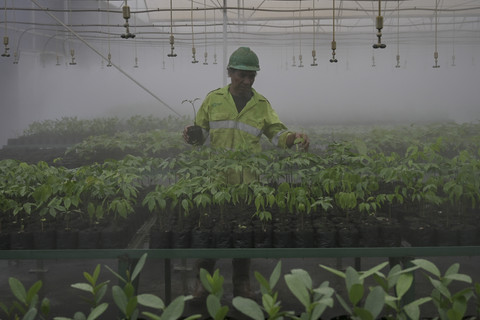 Bibit: Petugas Health Safety and Environment Harita Nickel, Sebesiel, memeriksa bibit pohon di area pembibitan modern Loji Central Nursery Harita Nickel di Pulau Obi, Halmahera Selatan, Maluku Utara, Selasa (16/9/2025). Foto: Jamal Ramadhan/kumparan