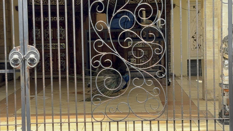 Rumah mewah di Duren Sawit, Jakarta Timur yang pelihara sejumlah burung merak dan jadi tontonan warga pada Minggu (28/9/2025). Foto: Abid Raihan/kumparan