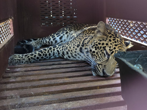 Evakuasi macan tutul yang masuk hotel di Jalan Padasaluyu, Kelurahan Isola, Kecamatan Sukasari, Kota Bandung, Senin (6/10/2025). Foto: Linda Lestari/kumparan