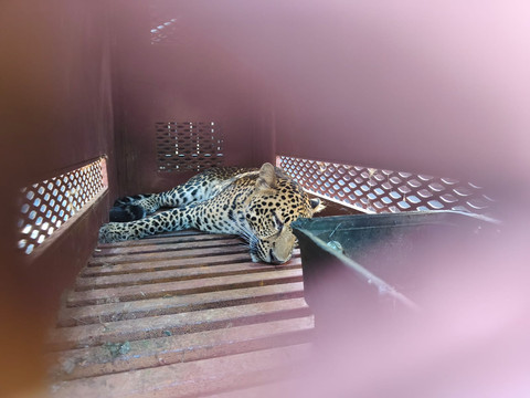 Evakuasi Macan Tutul yang masuk hotel di Bandung, Senin (6/10). Dok. Linda Lestari.