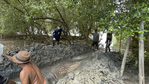 Penanganan hiu paus (Rhincodon typus) yang ditemukan terdampar di Pantai Muara Mati, Desa Pantai Bahagia, Kecamatan Muara Gembong, Kabupaten Bekasi, Selasa (30/9/2025). Foto: WWF-Indonesia