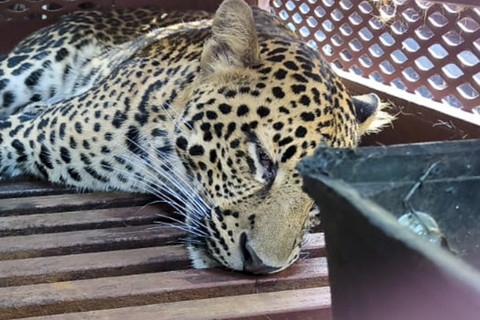 Evakuasi macan tutul yang masuk hotel di Jalan Padasaluyu, Kelurahan Isola, Kecamatan Sukasari, Kota Bandung, Senin (6/10/2025). Foto: Linda Lestari/kumparan
