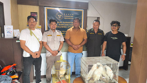 Burung Kakatua Jambul Kuning yang diselundupkan ke Kota Manado lewat jalur laut, berhasil diamankan oleh tim gabungan kepolisian, karantina dan TNI. (foto: istimewa)