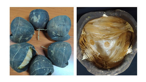 Gambar 2. Buah Alsomitra macrocarpa yang sudah masak terbuka pada bagian ujung (depan) (Sumber: Koleksi pribadi)