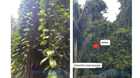 Gambar 3. Pohon Alsomitra macrocarpa di tengah hutan tropis Indonesia (Sumber: Koleksi pribadi)