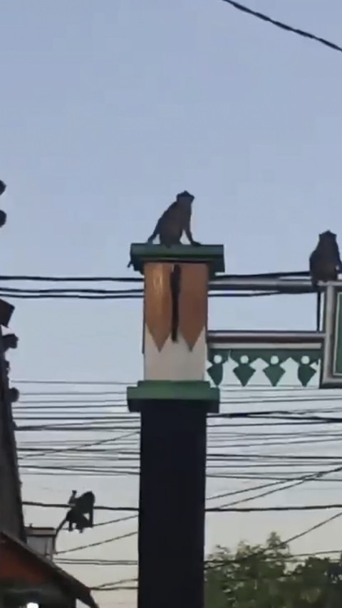 Kawanan monyet liar mendatangi rumah-rumah warga di Kelurahan Ciater, Kecamatan Serpong, Kota Tangerang Selatan, Senin (6/10/2025). Foto: Dok. Istimewa
