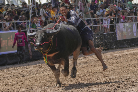 Seorang penunggang kerbau Thailand kehilangan keseimbangan dan terjatuh dalam lomba lari sprint di festival balap kerbau tahunan di Chonburi, Thailand, Senin (6/10/2025). Foto: Sakchai Lalit/AP Photo
