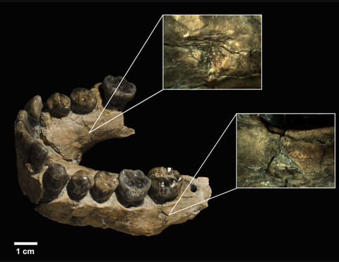Tengkorak manusia purba yang diduga menyimpan jejak gigitan macan tutul. Foto: Annals of the New York Academy of Sciences/Vegara-Riquelme