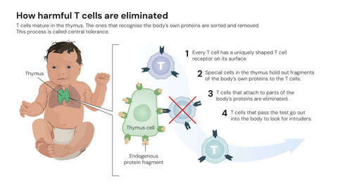Tiga ilmuwan Mary E. Brunkow, Fred Ramsdell, dan Shimon Sakaguchi, meraih hadiah nobel bidang kedokteran atas penelitian mereka terkait sistem imun manusia. Foto: Dok. Thenobelprize.org