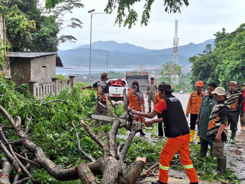 Proses evakuasi pohon cakar kucing yang tumbang di jalan. Ir Sutami, Bandar Lampung | Foto : BPBD Bandar Lampung