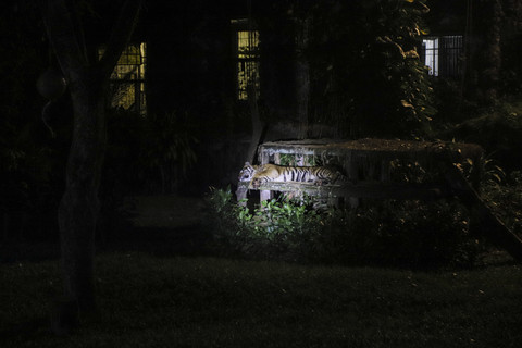 Salah satu koleksi hewan di Taman Margasatwa Ragunan, Jakarta, Sabtu (11/10/2025). Foto: Darryl Ramadhan/kumparan