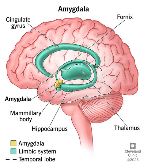 Ilustrasi bagian otak yang menyoroti amigdala dan sistem limbik. Sumber: Cleveland Clinic, 2023.