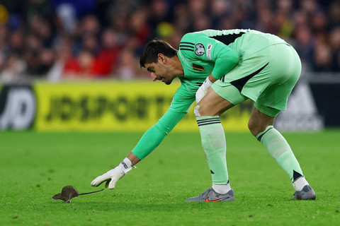 Penjaga gawang Timnas Belgia Thibaut Courtois mencoba menangkap tikus yang berlari ke lapangan saat melawan Timnas Wales pada pertandingan Grup J Kualifikasi Piala Dunia 2026 Zona Eropa di Stadion Cardiff City, Cardiff, Senin (13/10/2025). Foto: Matthew Childs/REUTERS