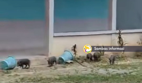Hewan peliharaan berkeliaran di halaman SDN 38 Kelingkau. Foto: Dok. Instagram @sambasinformasi