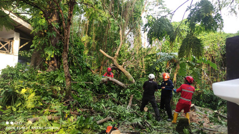 Hujan deras dan angin kencang sebabkan sejumlah pohon tumbang di Kabupaten Sleman, Rabu (15/10/2025). Foto: BPBD Sleman