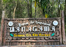 Hutan Wanagama UGM. Foto: UGM