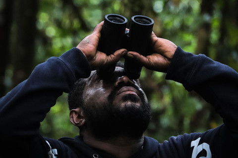 Warga suku Moi Josua Fami mengamati burung cendrawasih kuning kecil di hutan Balempe. Foto: Iqbal Firdaus/kumparan