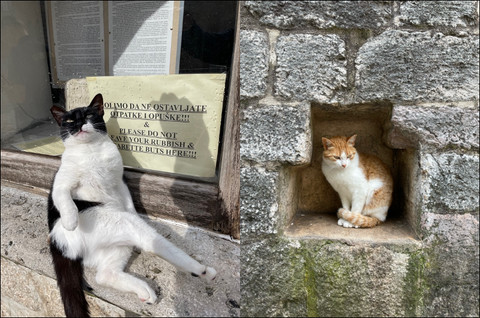 Kucing lokal, penduduk kota Kotor yang ramah (Dok. pribadi - 2023)