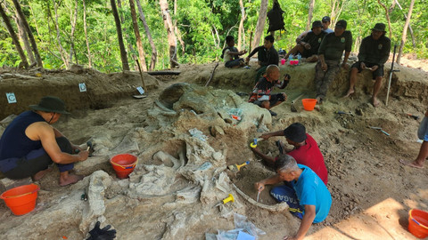 Temuan fosil gajah purba jenis Stegedon Trigonocephalus berusia 800 ribu tahun di Kabupaten Nganjuk. Foto: Badan Geologi