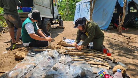 Temuan fosil gajah purba jenis Stegedon Trigonocephalus berusia 800 ribu tahun di Kabupaten Nganjuk. Foto: Badan Geologi