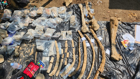 Temuan fosil gajah purba jenis Stegedon Trigonocephalus berusia 800 ribu tahun di Kabupaten Nganjuk. Foto: Badan Geologi