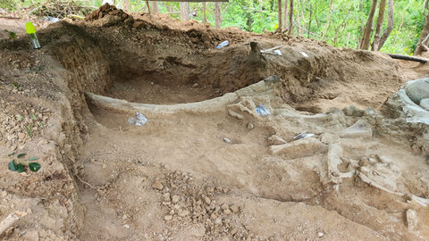 Temuan fosil gajah purba jenis Stegedon Trigonocephalus berusia 800 ribu tahun di Kabupaten Nganjuk. Foto: Badan Geologi