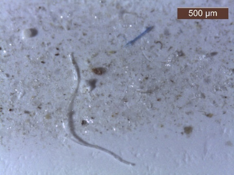 Mikroplastik yang terkandung di air hujan Jakarta. Foto: Dok. BRIN