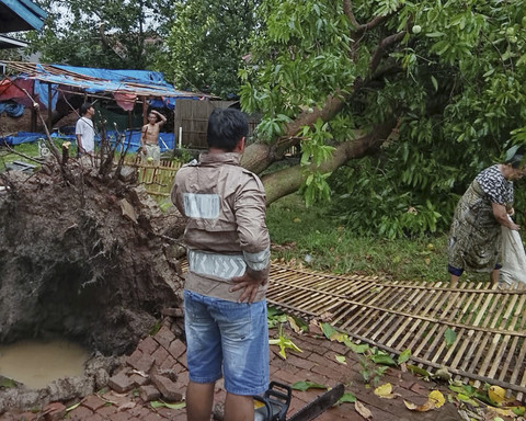 Pohon mangga yang roboh di halaman rumah akibat diterjang angin kencang di Kecamatan Kroya, Kabupaten Indramayu, Jawa Barat, Jumat (24/10/2025).  Foto: Dok. kumparan