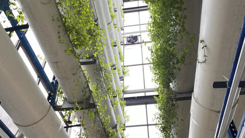 Suasana urban vertical farm di Ladang Farm Teknologi, Cilandak, Jakarta Selatan, Sabtu (25/10/2025). Foto: Nasywa Athifah/kumparan