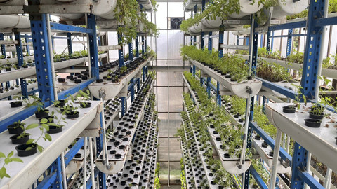 Suasana urban vertical farm di Ladang Farm Teknologi, Cilandak, Jakarta Selatan, Sabtu (25/10/2025). Foto: Nasywa Athifah/kumparan